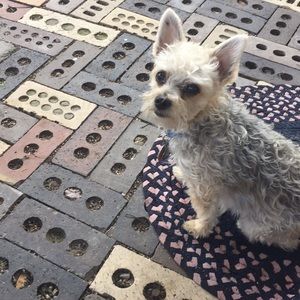 Meet your Posher, Dawn